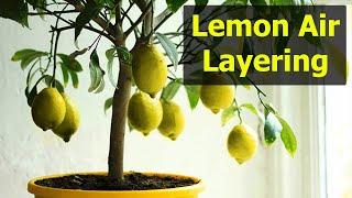 Air Layering Fruit Tree | Citrus Air Layering