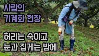 밤 줍는 노하우 대 방출!