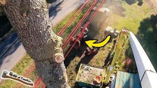 This Tree Was Stuck In POWER LINES?? MASSIVE Cedar Of Lebanon Job! - Part 1