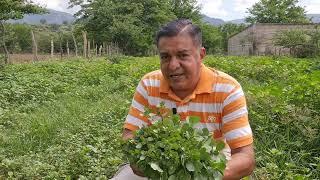 Cortando las verdolagas de campo.