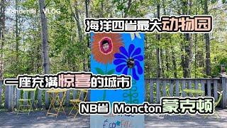 加拿大海洋四省最大枢纽城市Moncton蒙克顿之旅，一座让我们难忘的城市。｜ 游览蒙克顿磁力山动物园Magnetic Hill Zoo 【Zander明VLOG】