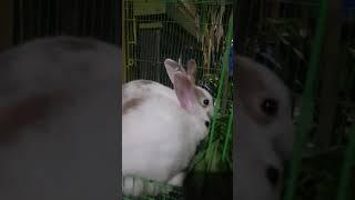 Bunny is eating