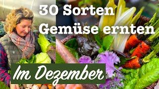 #69 Riesige Ernte im Dezember  über 30 Sorten Gemüse Frisch aus dem Garten!