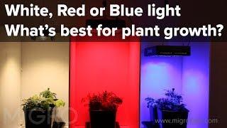 The effect of red, blue and white light on plant growth - Setup of the experiment