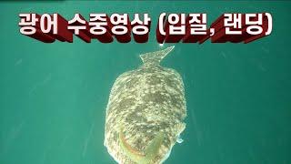 ep.37 [광어다운샷] 광어 수중영상(입질, 랜딩)/ 물속의 광어가 궁금하다!!!