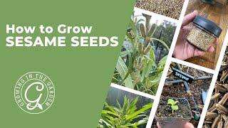 How to Grow Sesame Seeds