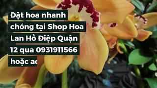 Shop Hoa Lan Hồ Điệp Quận 12 | Hoa Ba Miền