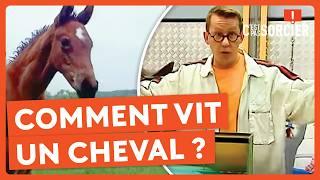 Comment vit un cheval ? - C'est pas sorcier