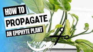 How To Propagate An Epiphyte Plant