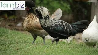 NesKi Ornamental Birds Farm - interview by Farmbiz Africa