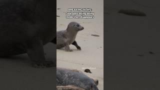 Seal magically disappears #seal