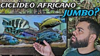 EXISTE CICLÍDEO AFRICANO JUMBO?