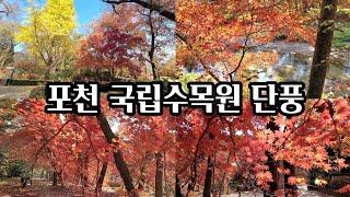 포천 국립수목원 단풍 (광릉수목원) 포천가볼만한곳