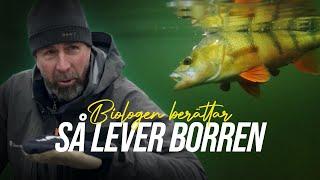 Det här visste du inte om abborren - Biologen berättar