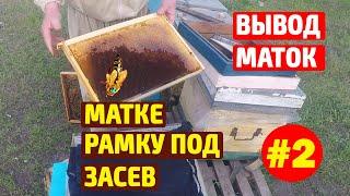 Вывод маток от А  Стрельца 2 й этап Рамку матке под засев