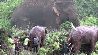 Injured Huge Tusker !