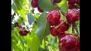 Morning in the Village, walking to the river | This cherry tree grows on the side of the road