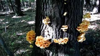 Chicken of the Woods and Hen of the Woods