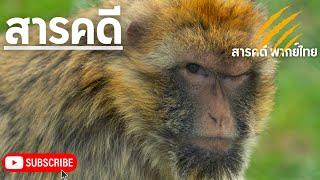 สารคดีสัตว์โลก ชีวิตสงบสุขของลิงกังบาร์บารี ลิงหิมะ บาร์บารี | สารคดีลิง สารคดีพากย์ไทย