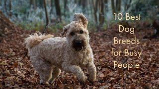 10 Best Dog Breeds for Busy People