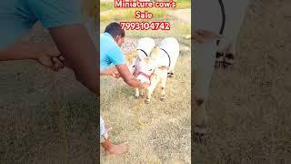 Miniature cow's avaliable for sale 7993104742