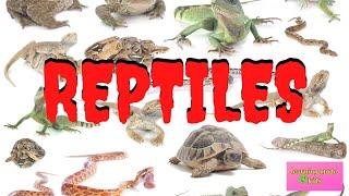 REPTILES | INTERESTING FACTS FOR KIDS