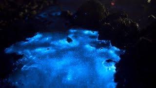 Bioluminescent Wadden-Sea, (Sea Sparkle) Zeevonk Terschelling (2nd Night) 03-06-2017