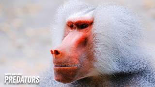 Extreme Survival: Desert Baboons and Drought-Defying Crocs | Wildlife Icons 107+206