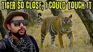 Tiger Comes in Touching Distance | Ranthambore Jungle Safari | Zone 1