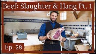 A Meatsmith Harvest Ep  28: Raising, Slaughter and Hanging of Beef, Part 1