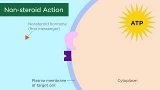 Mechanisms of Hormone Action