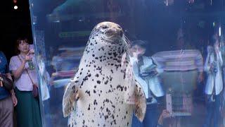 【4K60p】Asahiyama Zoo in Hokkaido Walking Tour 2023 | Japan