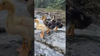 Baby Ducks on Picnic#subscribe #like #birds #duck