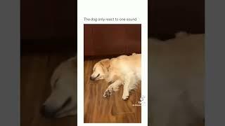 No reaction until…  #funnydogs #shorts #relaxmydog #funny #dogs