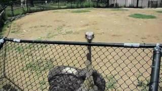 ostrich pecking