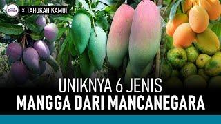 6 Jenis Mangga dari Mancanegara yang Wajib Anda Coba | Hidup Sehat tvOne