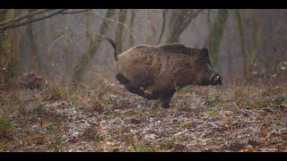King's Game — Driven Wild Boar