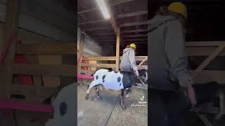 Milking routine with dairy goats