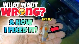 Don’t Let This Happen to Your Aquarium – What I Changed After My Aquarium Tragedy! (MUST-WATCH TIPS)