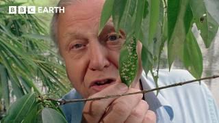 Wasp Attack! Tree Frog Tadpoles Make a Daring Escape | BBC Earth