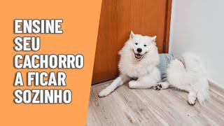 Sem ansiedade de separação: dicas para ensinar seu cachorro a ficar sozinho!