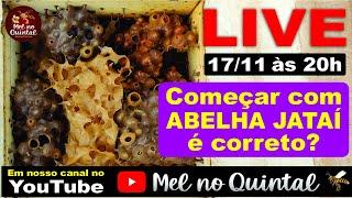 Você sabe qual é a melhor abelha sem ferrão para começar?