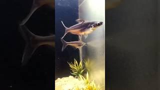  Balck fish tiger Shark fish aquarium #sharkfish