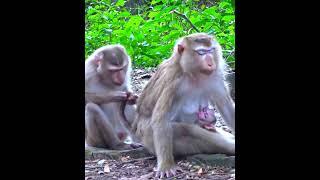 OMG ! Beloved Poor Family Monkey Super Take Care Family With Give Milk Baby and Monkey Lover #1427