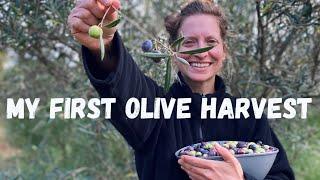 OLIVE HARVEST on my Portuguese Quinta +  Behind the Scenes at the Lagar de Azeite (Olive Oil Press)