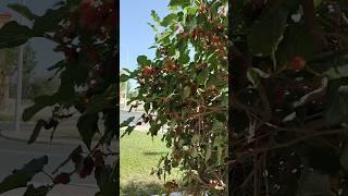 Beautiful harvest on Berry plant#Qatar #healthy #ytshorts #shorts