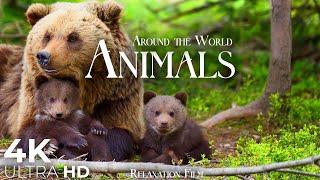Cute Animals 4K  Animal Families - Relaxation Film by Peaceful Relaxing Music in Video Ultra HD
