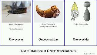 List of Mollusca of Order Miscellaneous. solemya horn squid solarium japonica australis striata