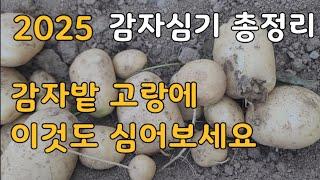 2025년  봄 감자심기 총정리/감자밭 고랑에 이것도 심어보세요