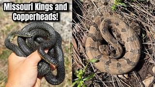 Hazardous Field Herping in Missouri! Finding Scorpions, Copperheads, and More Amazing Animals!
